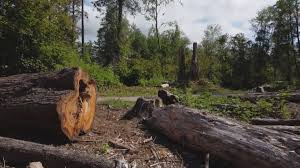 Best Tree Disease Treatment  in Mbria, CA