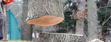 Best Fruit Tree Pruning  in Mbria, CA