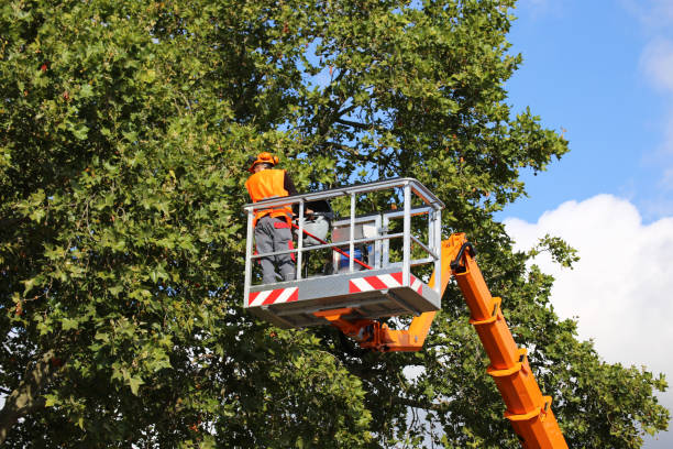 Best Commercial Tree Services  in Mbria, CA