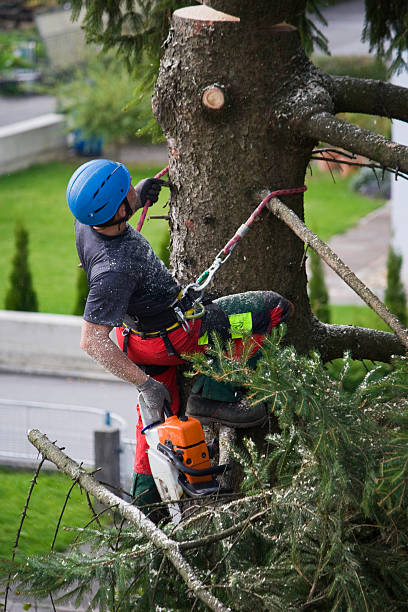 Best Lawn Pest Prevention  in Mbria, CA